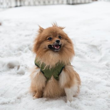Зимняя куртка (жилетка) для выгула собак Hitvest L зеленый-4