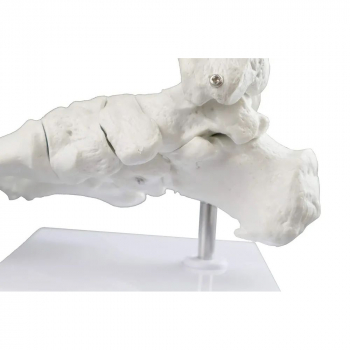Модель скелета голеностопного сустава человека Bone-7