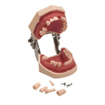 Cтоматологическая модель челюсти со съемными зубами 28Dent-4