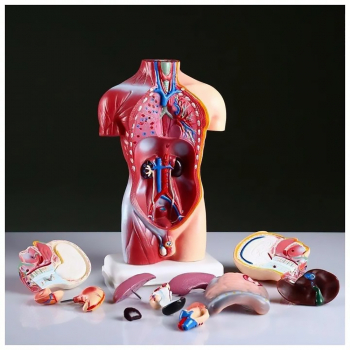 Анатомическая модель торса человека с органами Bone разборная 42см-3