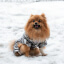 Зимний комбинезон для собак Cody Silver XS-4