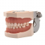 Cтоматологическая модель челюсти со съемными зубами 28Dent-2