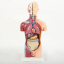 Анатомическая модель торса человека с органами Bone разборная 42см-1