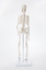 Модель скелета человека Bone учебная 45см-3