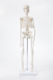 Модель скелета человека Bone учебная 45см-1